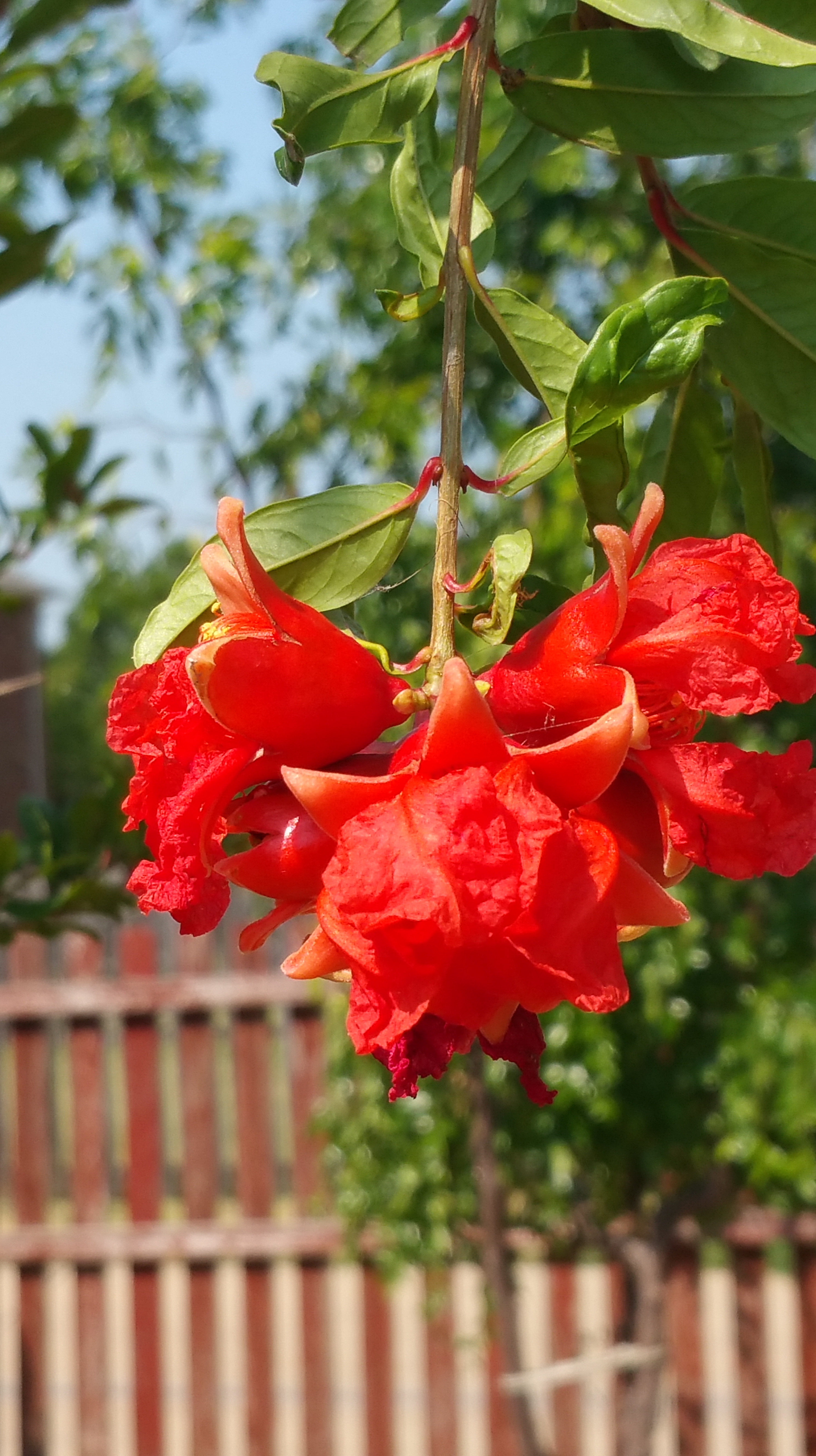 Backyard Blooms