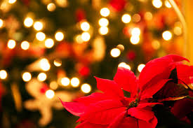 Poinsettia For Everyone