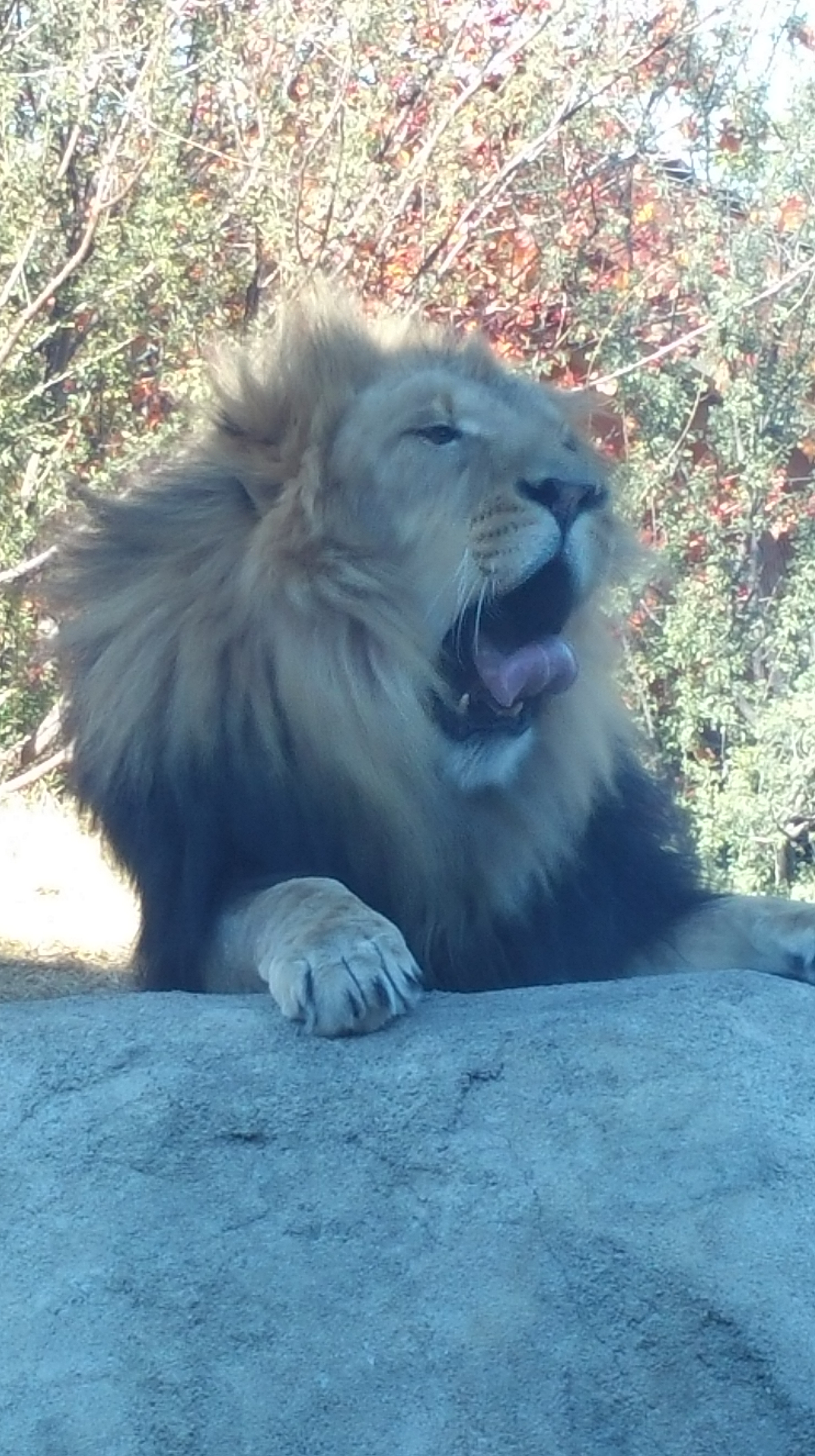 It’s Just The Lioness In Me