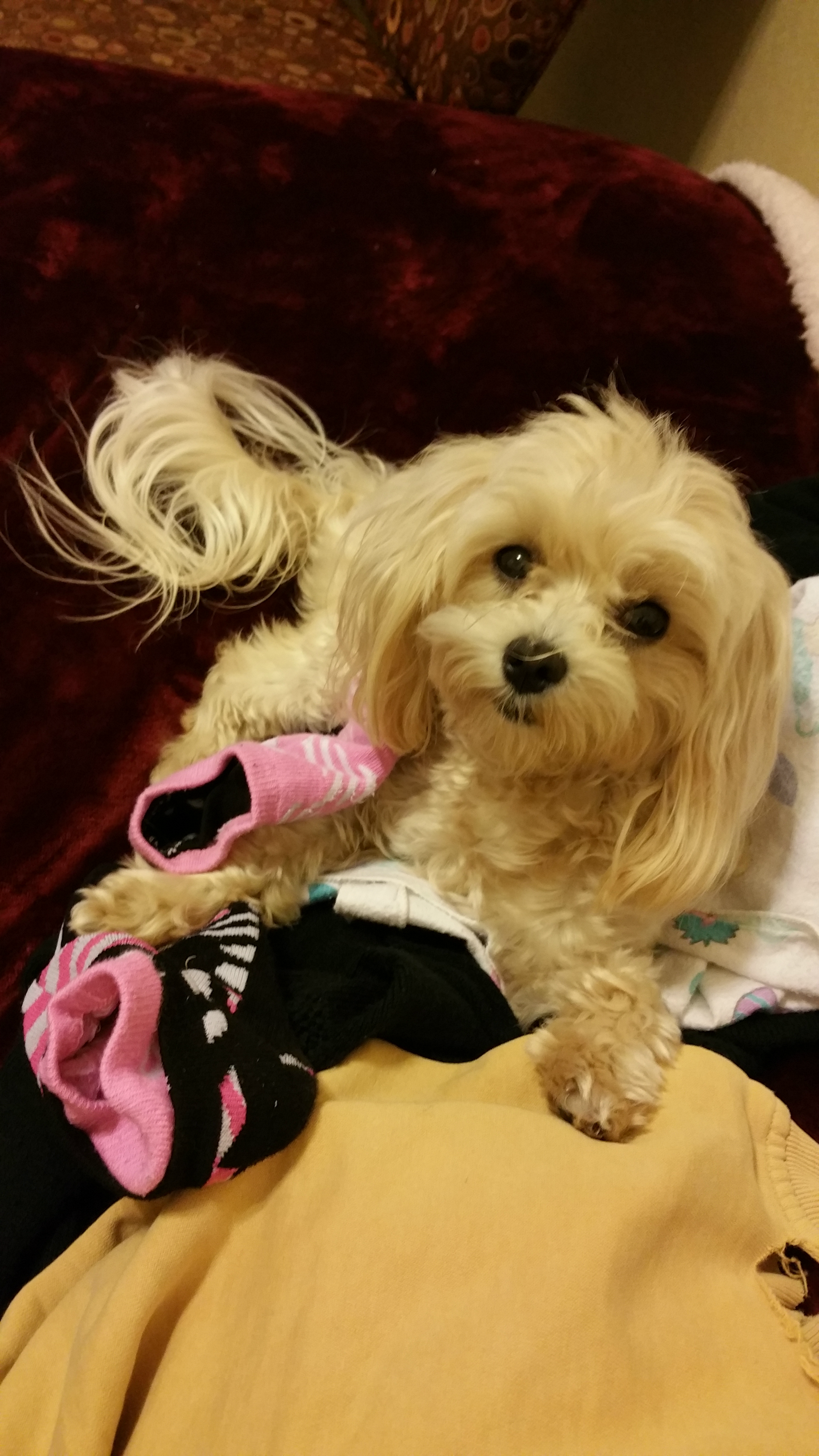 The MaltiPoo Who Chose Me