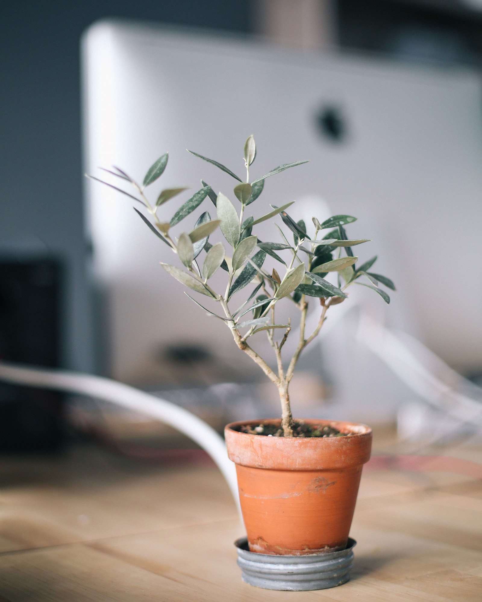 The 5 fastest growing trees you might have in your yard