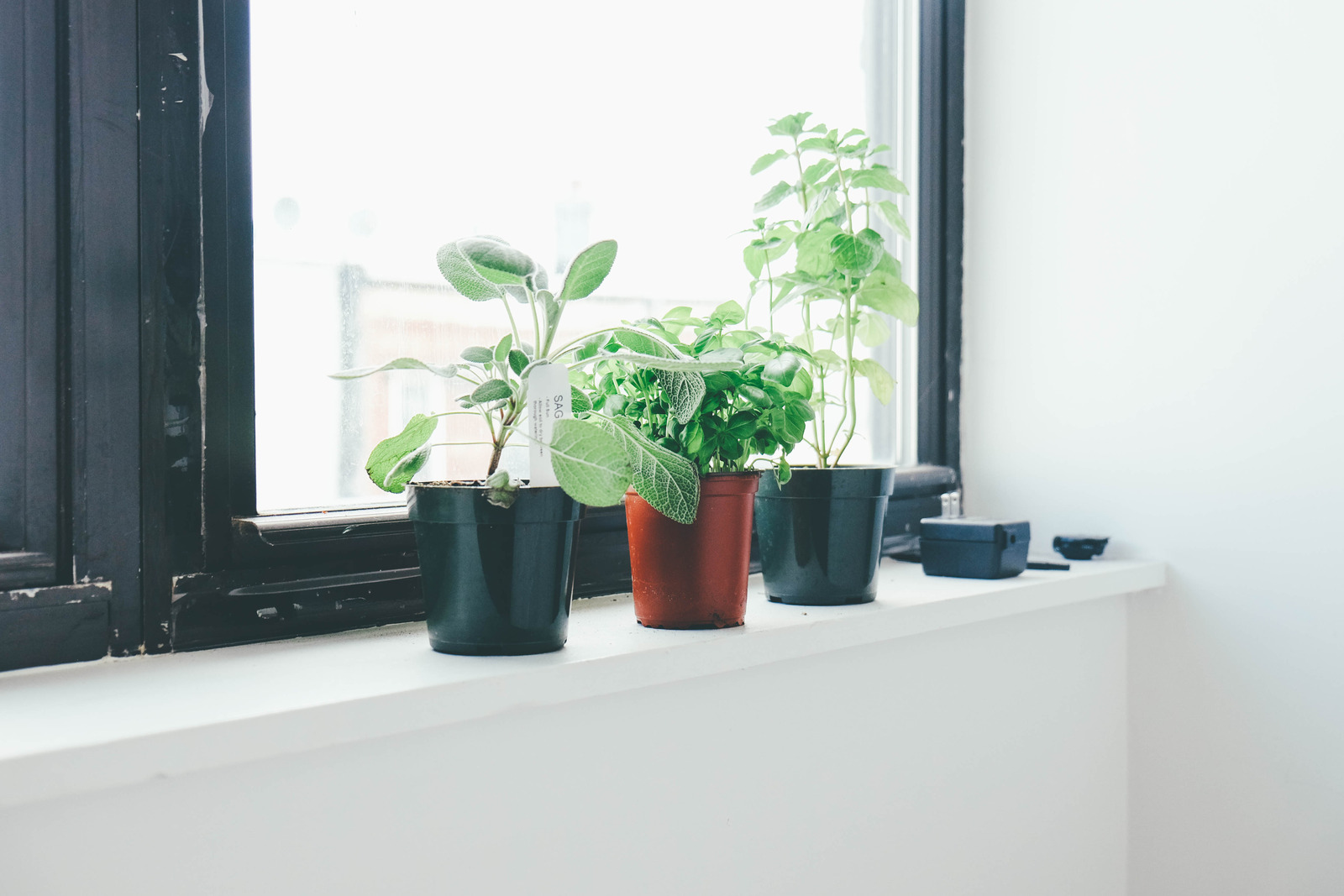 Add A Little Life To Your Office