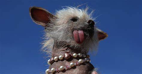 The Underdog Supermodel