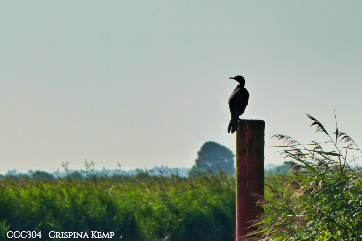 Perch and Ponder